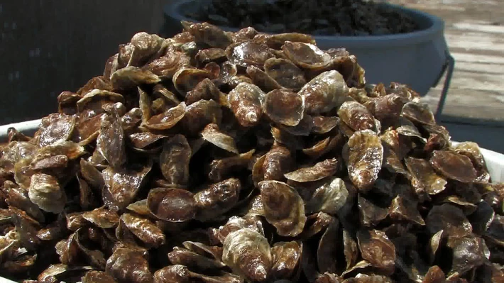 oysterseed-marcdewey1