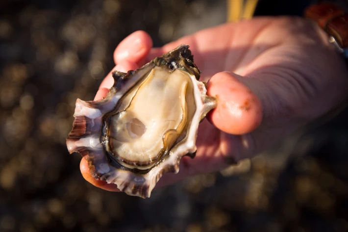 How to Shuck An Oyster Blog
