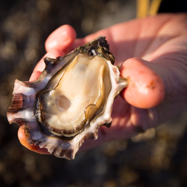 How to Shuck An Oyster Blog