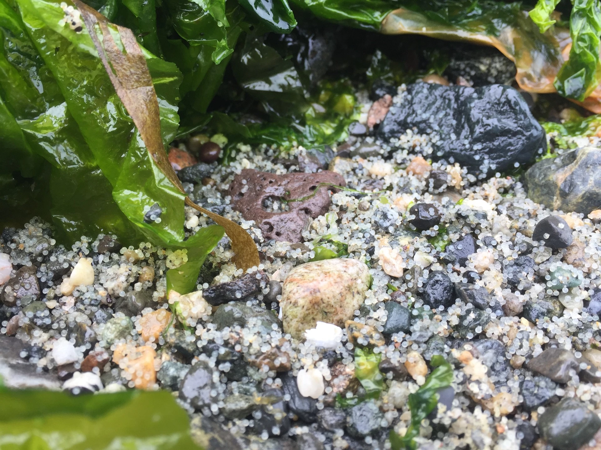 Fodder Fish Forage Fish in Washington State | Taylor Shellfish Farms