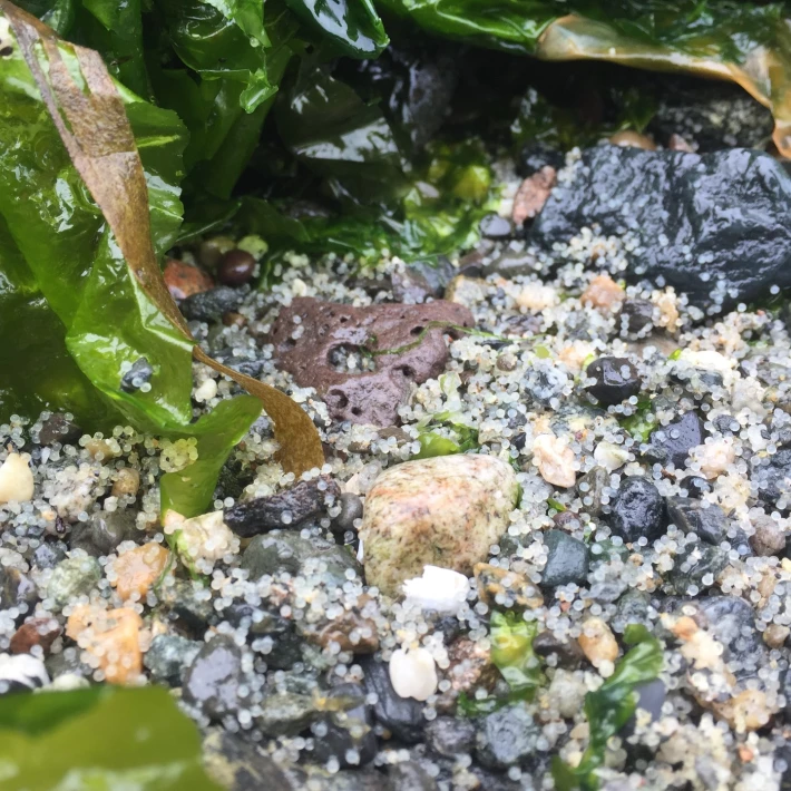 Forage Fish in Washington