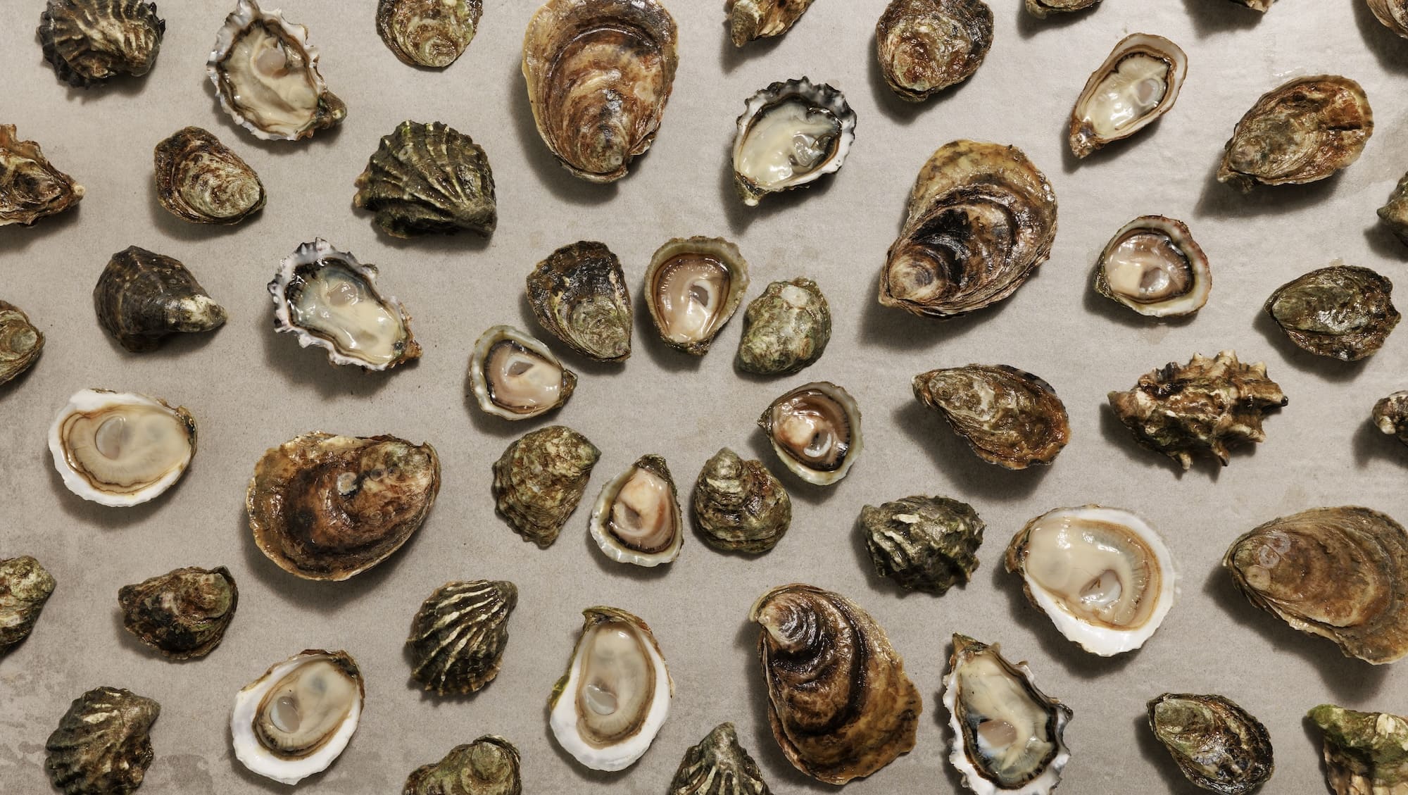 Fresh Shellfish & Oyster Bars in Seattle | Taylor Shellfish Farms