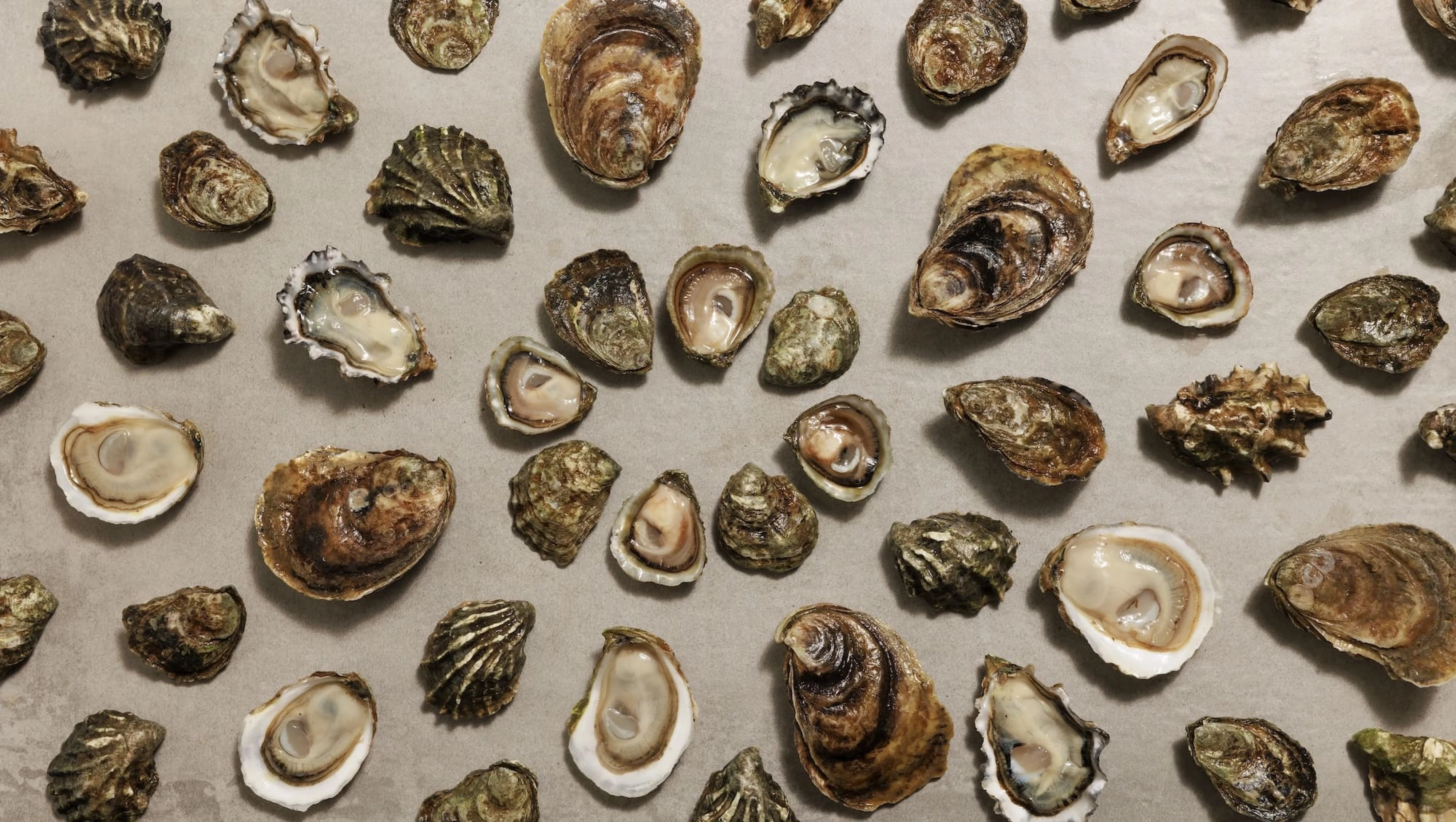 overhead_selection_shucked (2) (1)