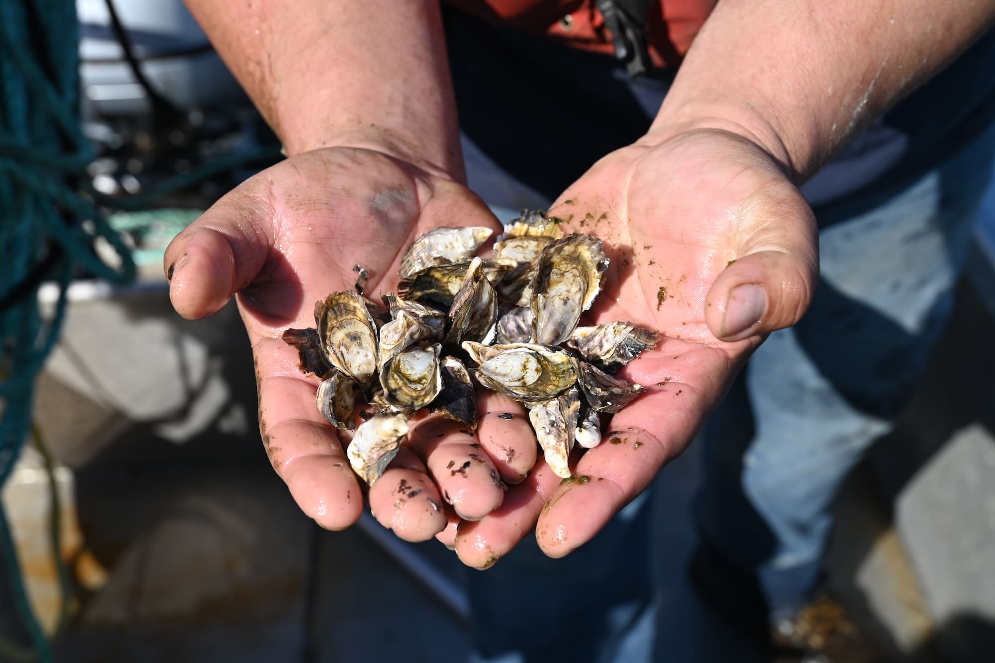 Fresh Shellfish & Oyster Bars in Seattle | Taylor Shellfish Farms