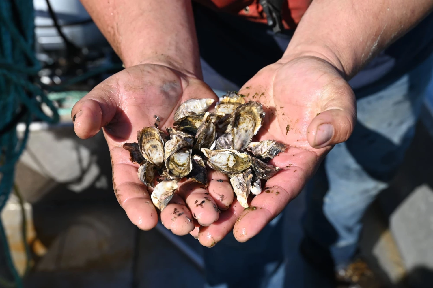 Fresh Shellfish & Oyster Bars in Seattle | Taylor Shellfish Farms