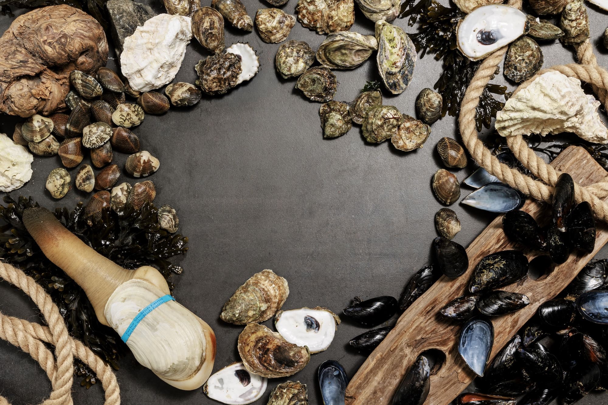 Our Shellfish | Taylor Shellfish Farms