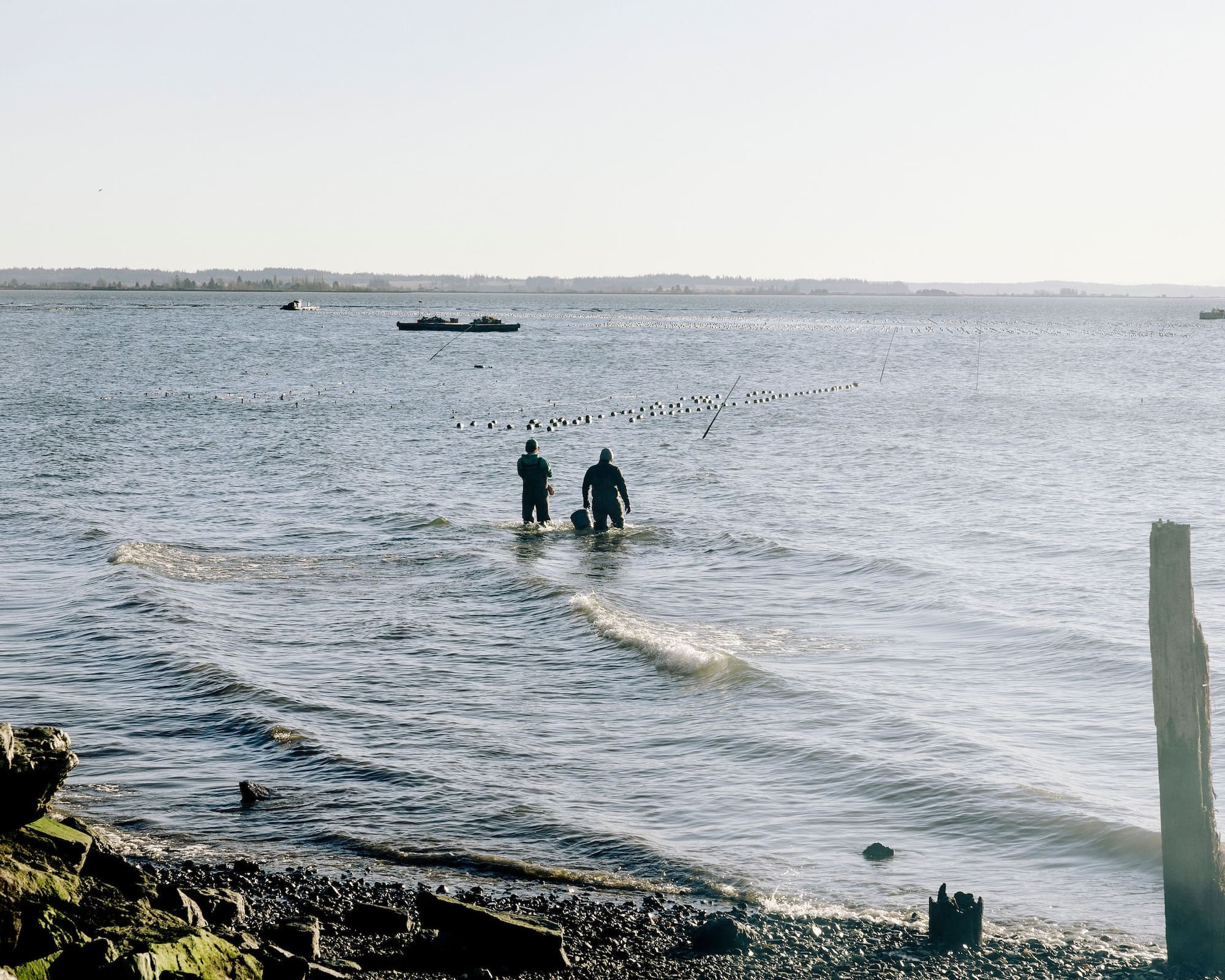 shucks_on_the_beach_2025_feed_it_creative025 (2) (1)