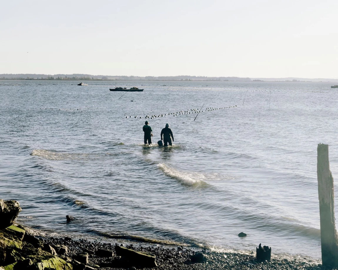 shucks_on_the_beach_2025_feed_it_creative025 (2) (1)