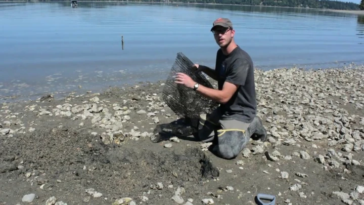 Setting Up Your Shellfish Garden: Manila Clams