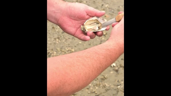 How to Shuck the Perfect Oyster!