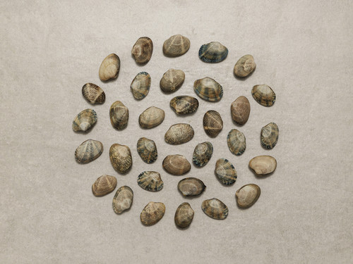 Taylor-studioproduct4824 (2) (1)