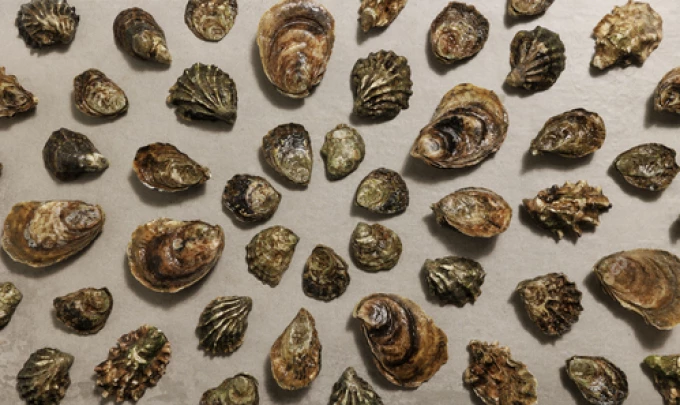 oyster_knolling (1) (1)