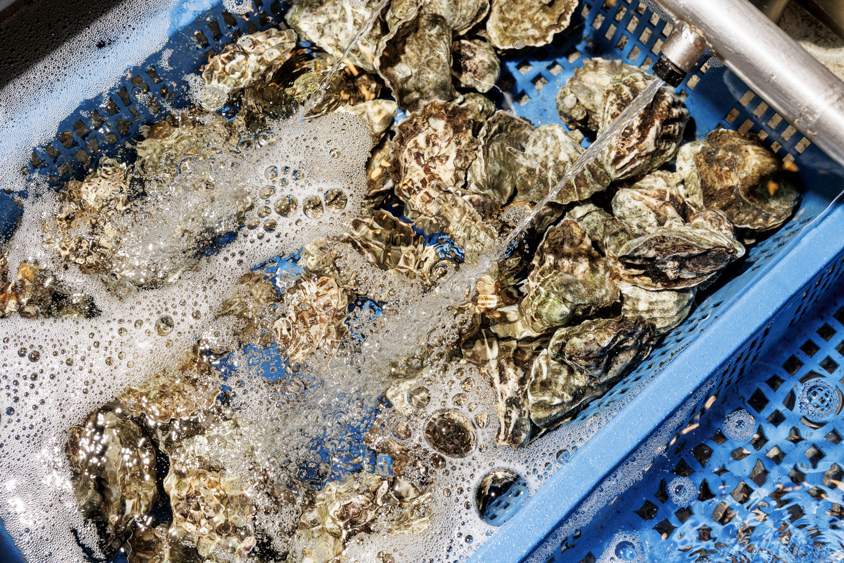 Taylor_Shellfish_Q4_Melrose023 (1)