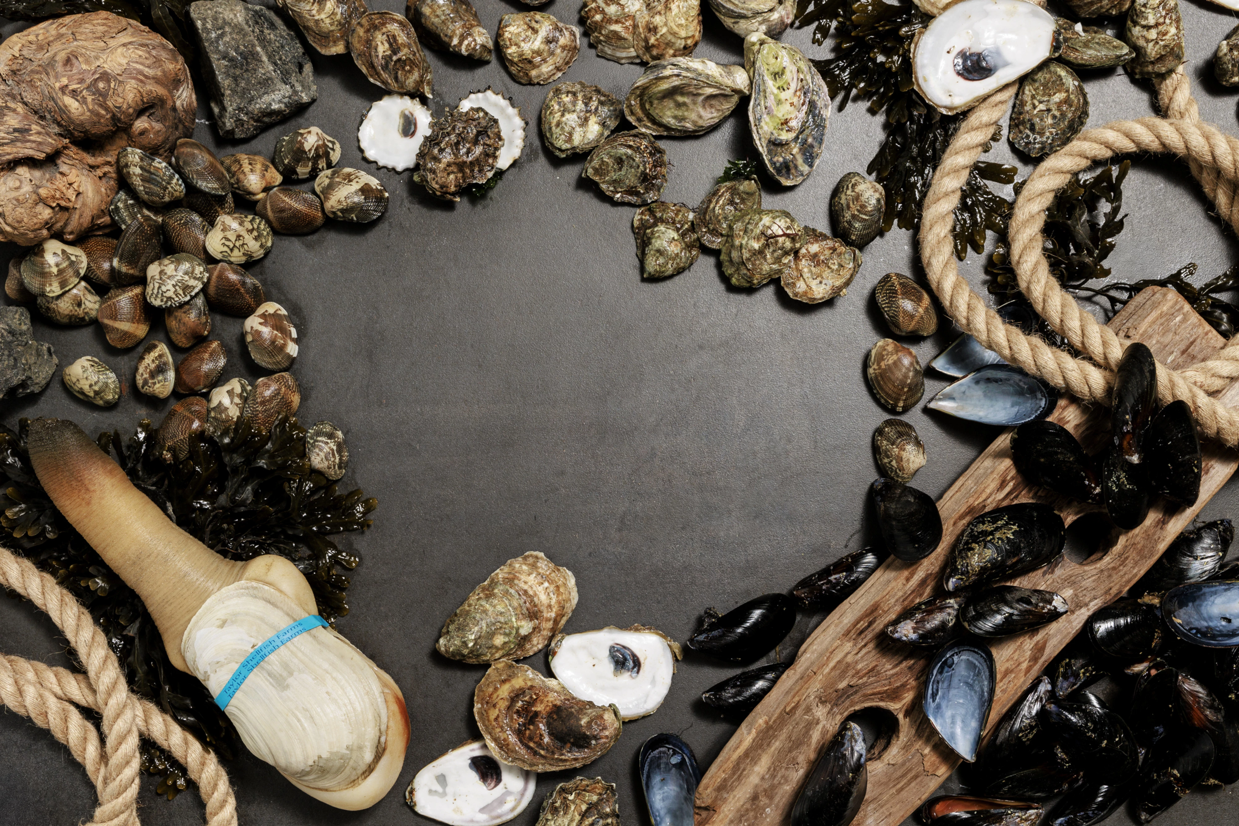 Wholesale | Taylor Shellfish Farms