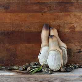 Geoduck