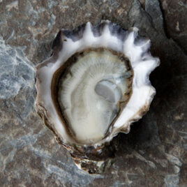 Kumamoto Oysters