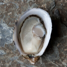 Shigoku Oysters