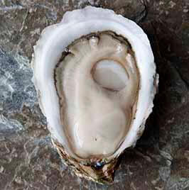 Totten Inlet Virginica Oysters