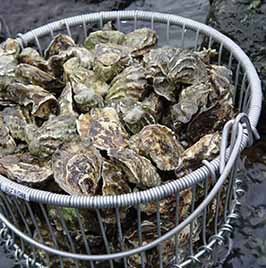 Oysters