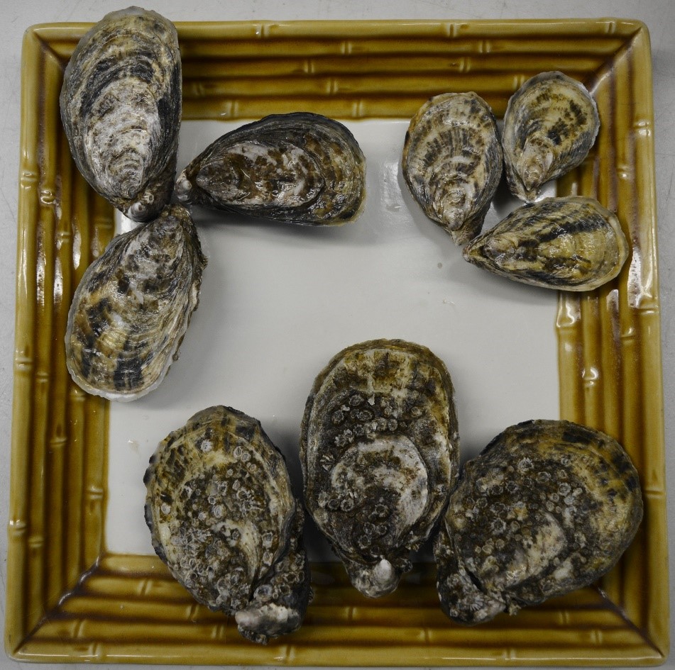 Grand Cru Oysters