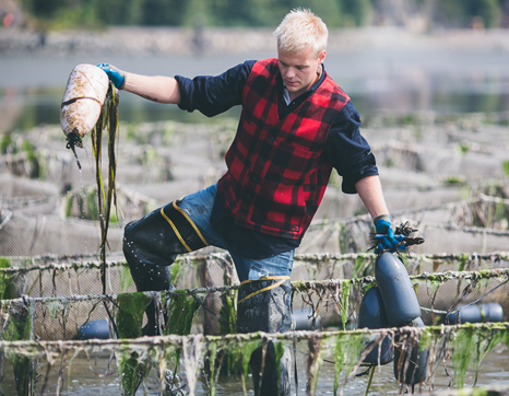 Taylor Shellfish farm